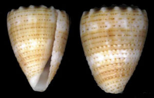 麻斑芋螺 麻斑芋螺