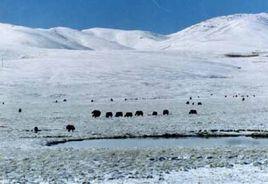 青藏高寒區 青藏高寒區