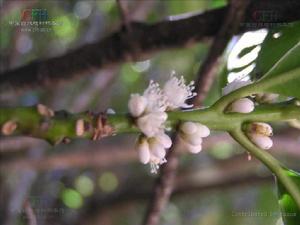 羊舌樹[柿目山礬屬植物]