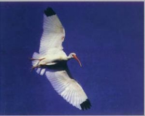飛翔的白頭䴉鸛