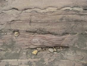 伊迪卡拉系 伊迪卡拉系