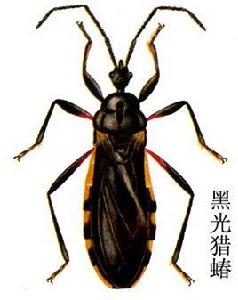 黑光獵蝽 黑光獵蝽