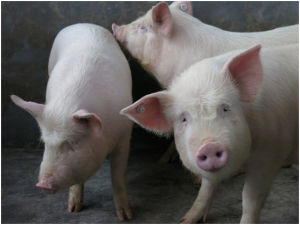 零號土豬 零號土豬