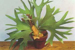 二歧鹿角蕨 二歧鹿角蕨