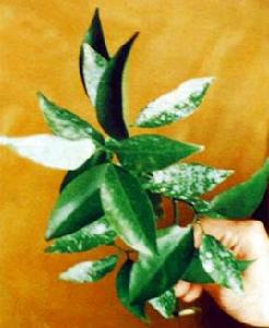 柑橘白粉病 柑橘白粉病