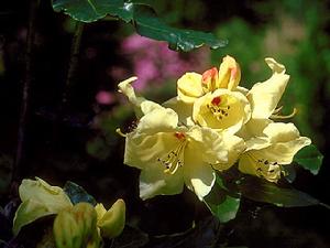 黃杯杜鵑 黃杯杜鵑