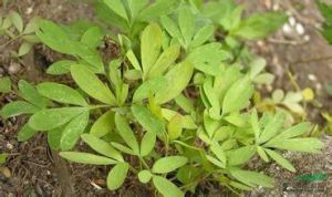 膠州延胡索 膠州延胡索