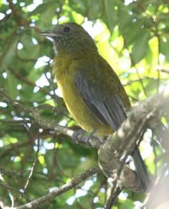 灰翅傘鳥 灰翅傘鳥