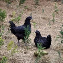 青峰黑雞 青峰黑雞