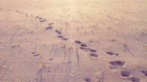 魔鬼的蹄印 魔鬼的蹄印