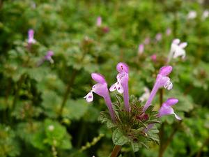 寶蓋草——攝於上海共青森林公園