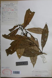 貢山新木姜子 貢山新木姜子