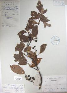 標本館內的三葉海棠標本