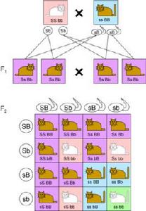 遺傳學[研究生物遺傳與變異的科學]