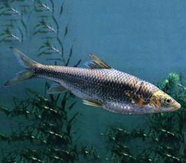 短連鰭唇魚 短連鰭唇魚