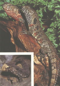 瑤山鱷蜥