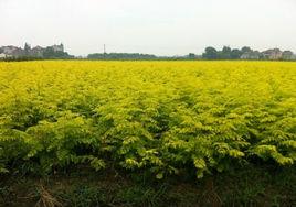 金葉水杉 金葉水杉
