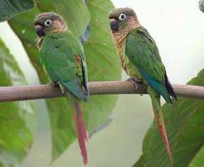 赤褐腹錐尾鸚鵡