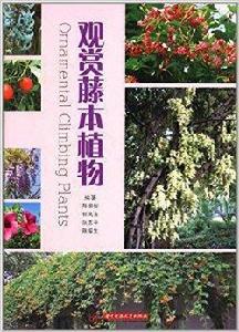 觀賞藤本植物 觀賞藤本植物