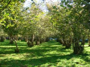 南方生物帶 南方生物帶