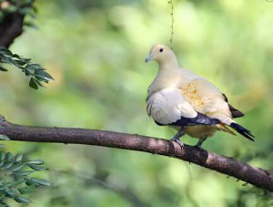 斑腹皇鳩 斑腹皇鳩