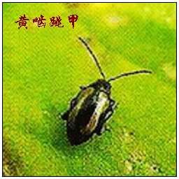 黃齧跳甲 黃齧跳甲