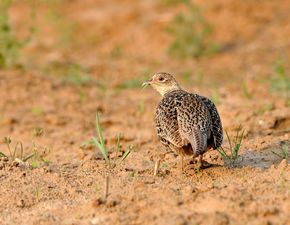 雉雞北高加索亞種 雉雞北高加索亞種
