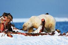 北極熊進食