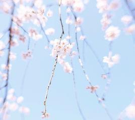 弱水三千,怎只取一瓢 弱水三千,怎只取一瓢