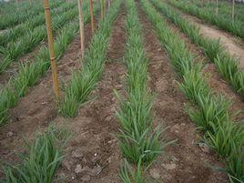 有機韭菜 有機韭菜