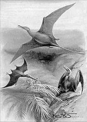 （圖）1905年的翼龍類想像圖，上為喙嘴翼龍，下方兩隻為翼手龍屬