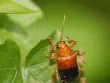 蘋果枝天牛 蘋果枝天牛