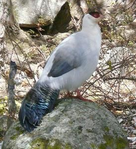 白馬雞指名亞種 白馬雞指名亞種