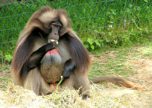 代表動物：紅心狒狒