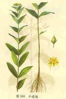 連翹梔豉湯 連翹梔豉湯