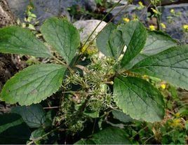 大葉鐵線蓮 大葉鐵線蓮