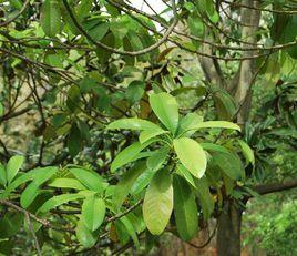 壯麗含笑 壯麗含笑