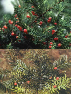 喜馬拉雅紅豆杉 喜馬拉雅紅豆杉