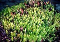 短壺蘚屬 短壺蘚屬