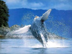 駝背鯨魚