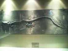 魚龍化石