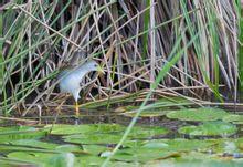 淡青水雞 淡青水雞