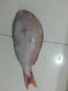 紅稠魚