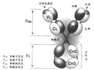 抗體的形狀