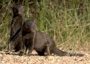 納塔爾矮獴 納塔爾矮獴