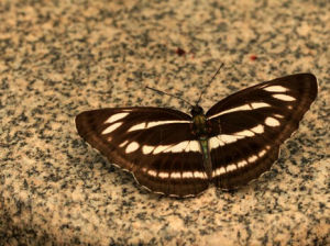 斷環蛺蝶 斷環蛺蝶