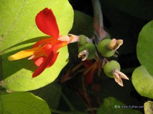 （圖）竹節海棠