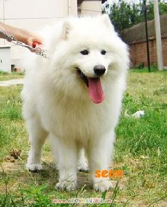 薩摩耶德犬