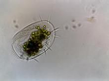 粘游仆蟲 粘游仆蟲