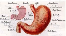 腸吸收不良綜合徵 腸吸收不良綜合徵
